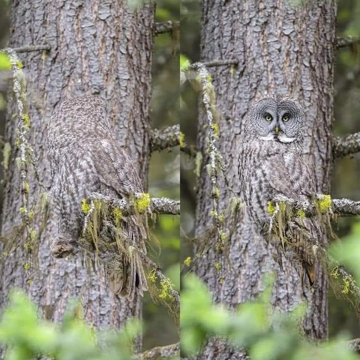 The perfect camouflage of the great grey owl. photo by: Alan Murphy