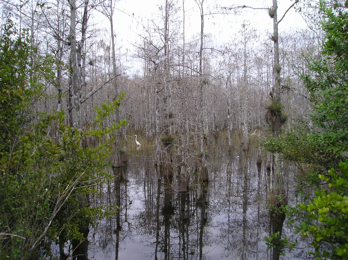 There use to be so many really beautiful scenes of nature & wildlife like this, in the everglades, ...