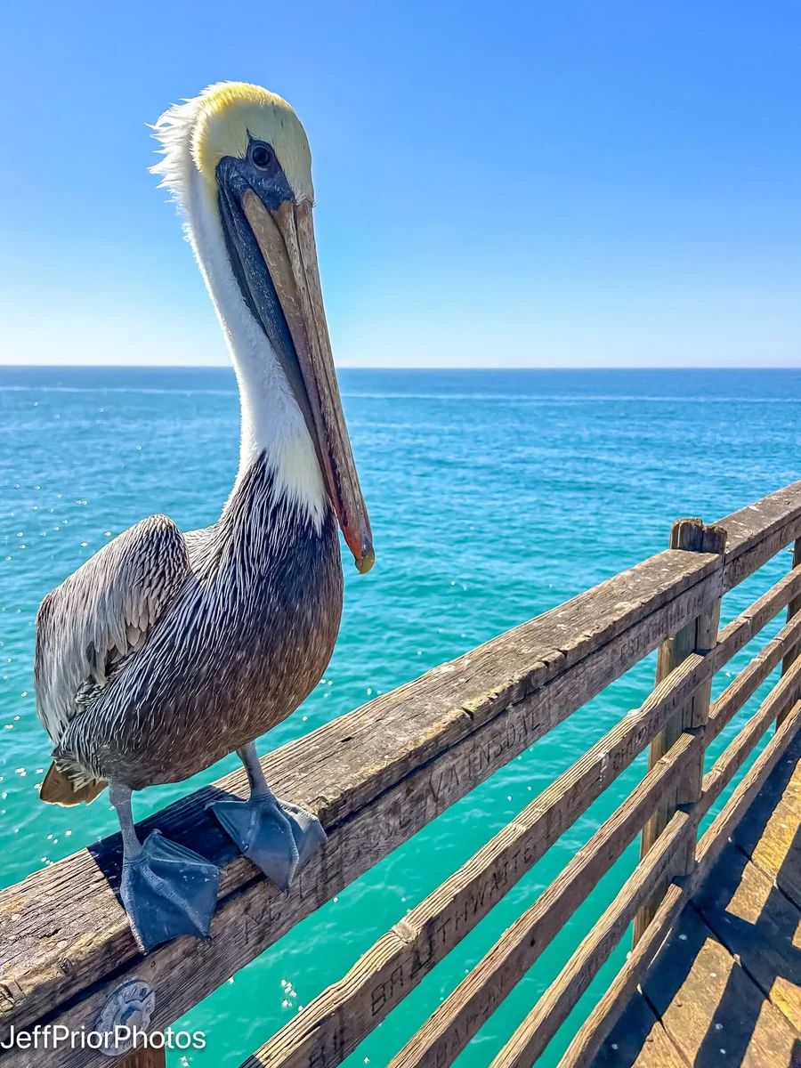 Shared from somewhere, this captivating Pelican. It so reflects absolute tranquility, something the...
