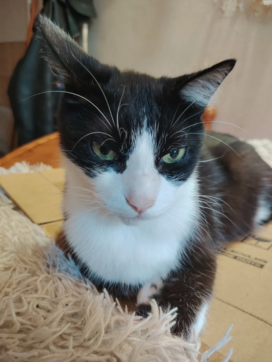 Meet Tootsie!