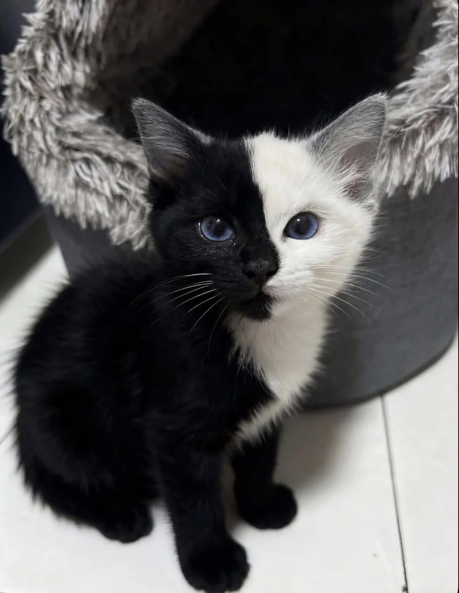 Cute Cat!