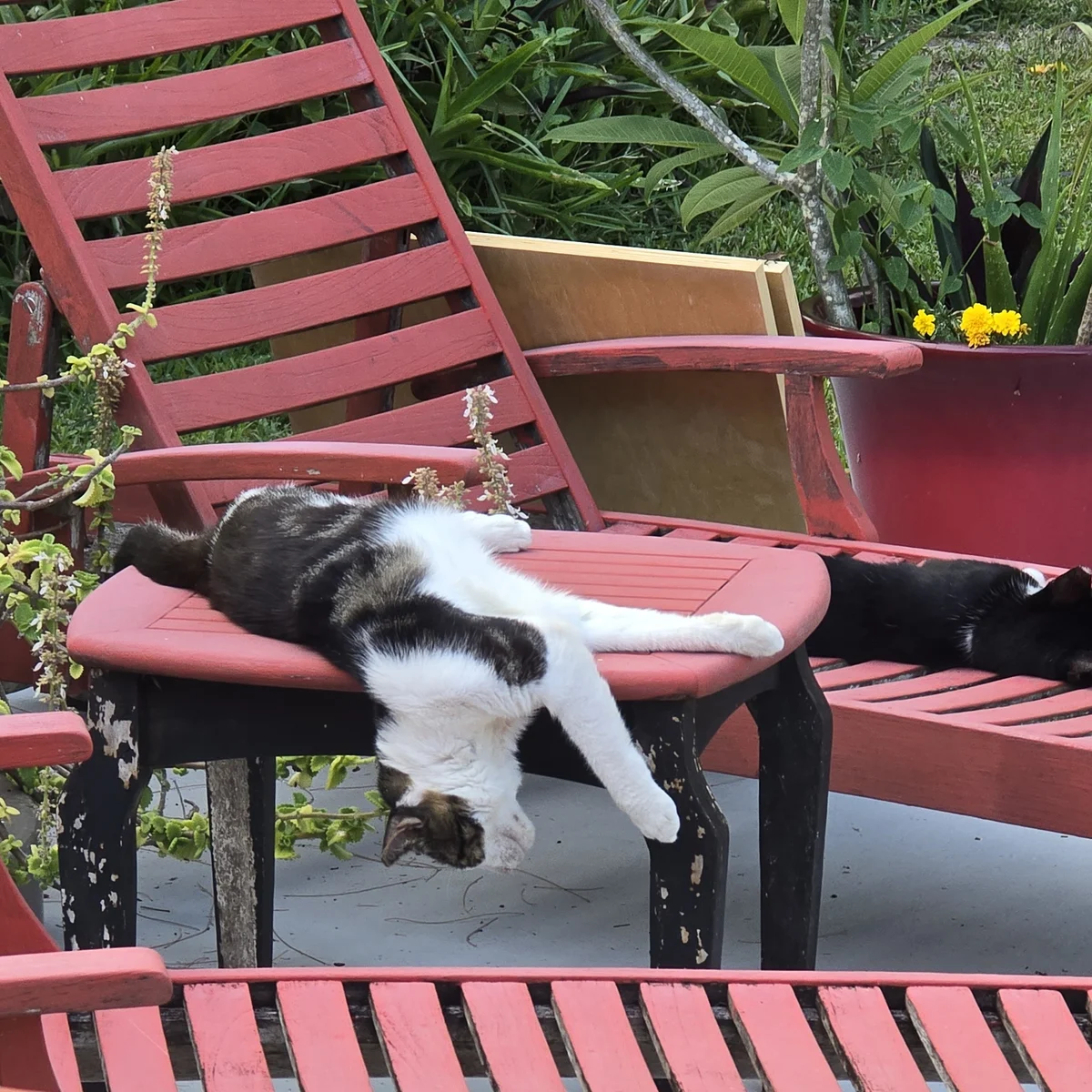 Look at how this cat sleeps! lol