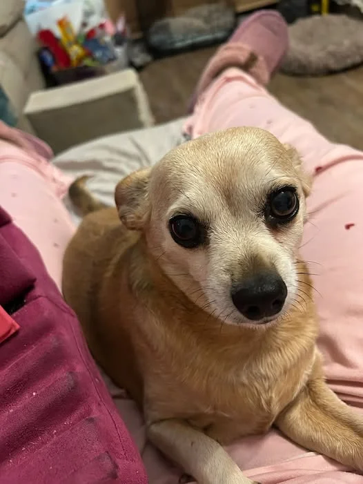 Name my Doggie